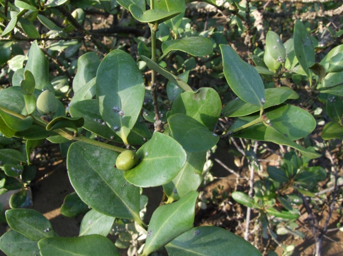 Avicennia marina Avicennia marina
