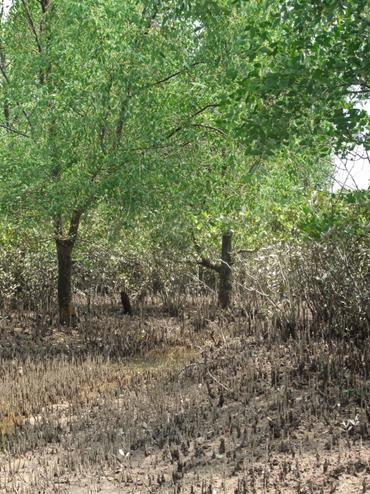 Sonneratia apetala Sonneratia apetala