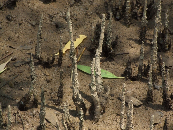 Sonneratia apetala Sonneratia apetala