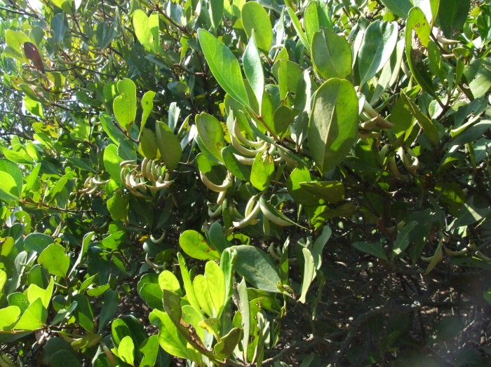 Aegiceras corniculatum Aegiceras corniculatum