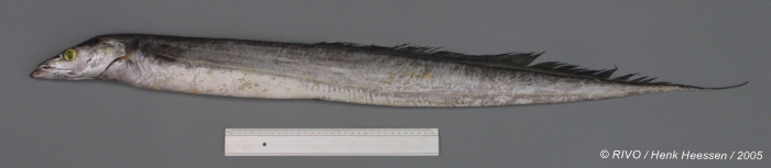 Trichiurus lepturus Linnaeus, 1758 Trichiurus lepturus Linnaeus, 1758