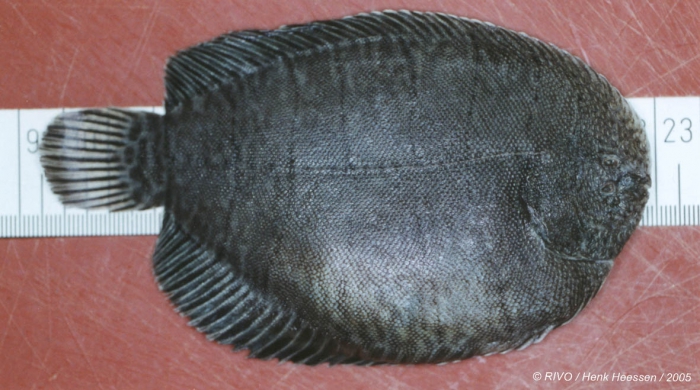 Achirus lineatus