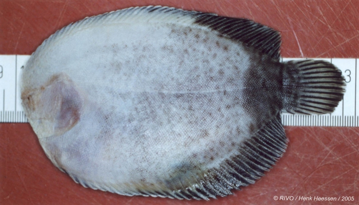 Achirus lineatus Achirus lineatus