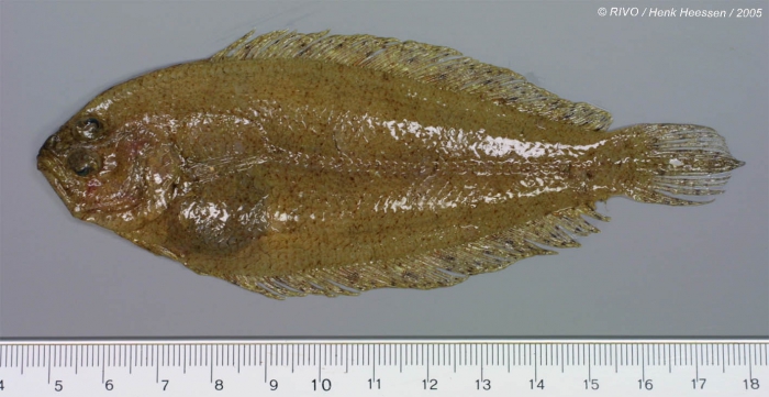 Arnoglossus laterna (Walbaum, 1792) Arnoglossus laterna (Walbaum, 1792)
