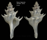 Pagodula echinata (Kiener, 1840) Specimen from Djibouti bank, Alboran Sea, 349-365 m (actual size : 8 mm)