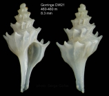 Pagodula echinata (Kiener, 1840) Specimen from Gorringe seamount, 'Seamount 1'  DW21, 460-480 m (actual size 8.3 mm)