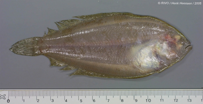 Arnoglossus laterna (Walbaum, 1792) Arnoglossus laterna (Walbaum, 1792)