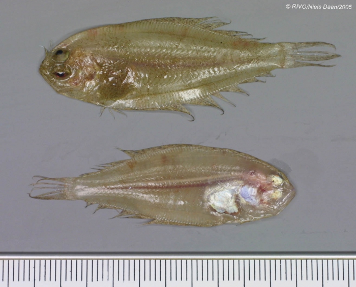 Arnoglossus laterna (Walbaum, 1792) Arnoglossus laterna (Walbaum, 1792)