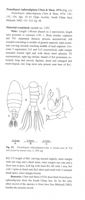 P. inflatodigitata