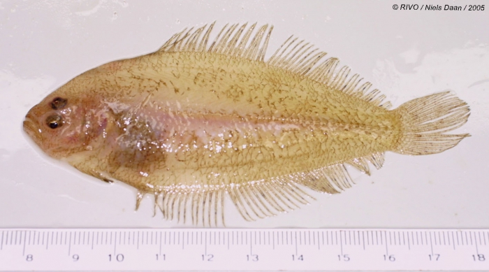 Arnoglossus laterna (Walbaum, 1792) Arnoglossus laterna (Walbaum, 1792)