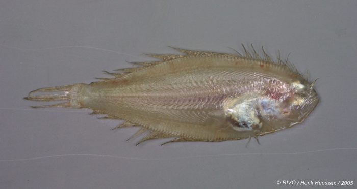 Arnoglossus laterna (Walbaum, 1792) Arnoglossus laterna (Walbaum, 1792)