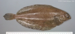 Glyptocephalus cynoglossus (Linnaeus, 1758)