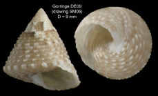 Clelandella dautzenbergi Gofas, 2005Specimen from Gorringe seamount, 'Seamount 1' DW09, 350-360 m (height 9.0 mm)