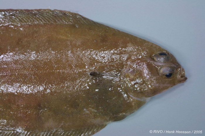 Glyptocephalus cynoglossus (Linnaeus, 1758) Glyptocephalus cynoglossus (Linnaeus, 1758)