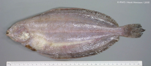 Glyptocephalus cynoglossus (Linnaeus, 1758)