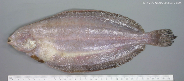 Glyptocephalus cynoglossus (Linnaeus, 1758) Glyptocephalus cynoglossus (Linnaeus, 1758)