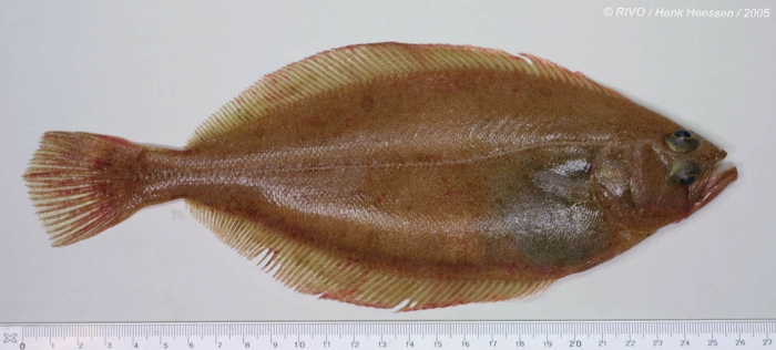 Hippoglossoides platessoides (Fabricius, 1780) Hippoglossoides platessoides (Fabricius, 1780)