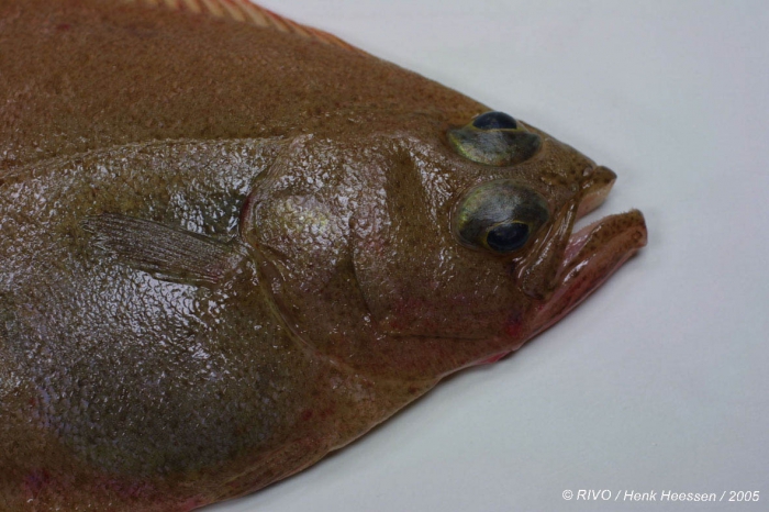 Hippoglossoides platessoides (Fabricius, 1780) Hippoglossoides platessoides (Fabricius, 1780)