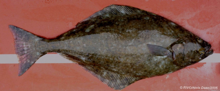 Hippoglossus hippoglossus (Linnaeus, 1758) Hippoglossus hippoglossus (Linnaeus, 1758)