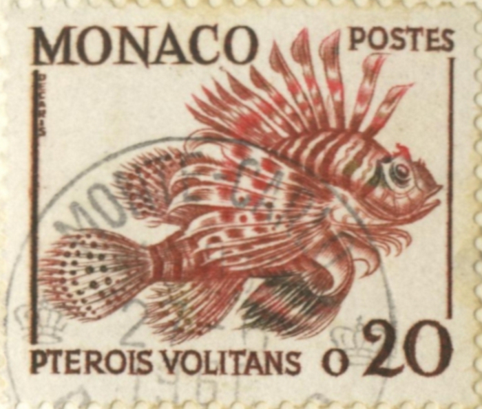Pterois volitans Pterois volitans