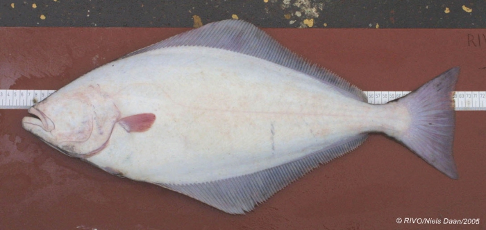 Hippoglossus hippoglossus (Linnaeus, 1758) Hippoglossus hippoglossus (Linnaeus, 1758)