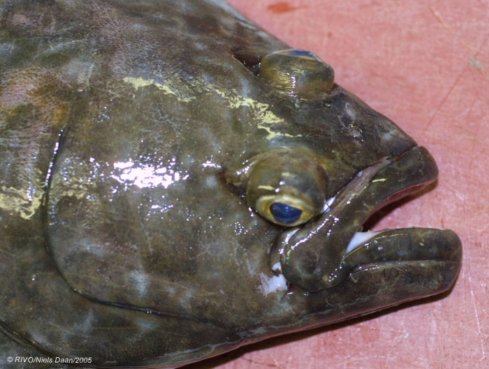 Hippoglossus hippoglossus (Linnaeus, 1758) Hippoglossus hippoglossus (Linnaeus, 1758)