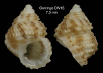 Danilia tinei (Calcara, 1839)Specimen from Gorringe seamount, 265 m 'Seamount 1' DW16 (actual size 7.5 mm)