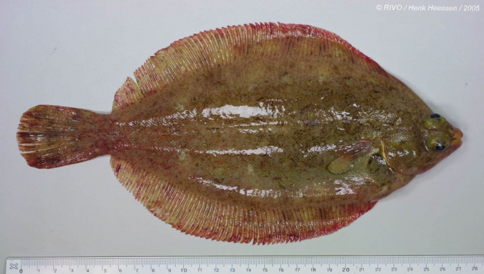 Microstomus kitt (Walbaum, 1792)