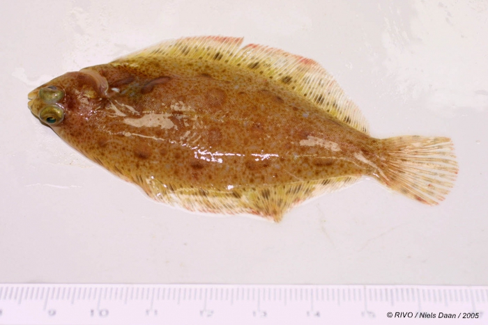 Microstomus kitt (Walbaum, 1792) Microstomus kitt (Walbaum, 1792)