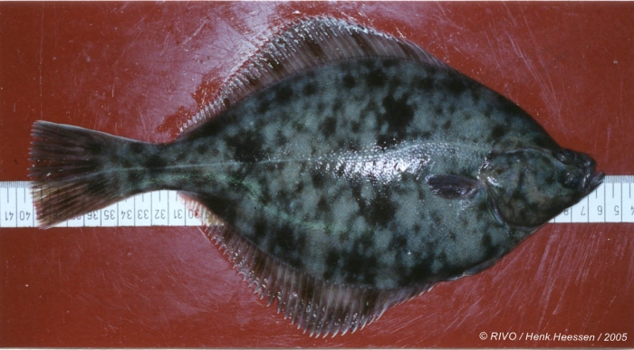 Platichthys flesus (Linnaeus, 1758) Platichthys flesus (Linnaeus, 1758)