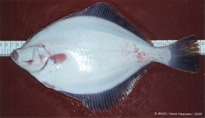 Platichthys flesus (Linnaeus, 1758) Platichthys flesus (Linnaeus, 1758)