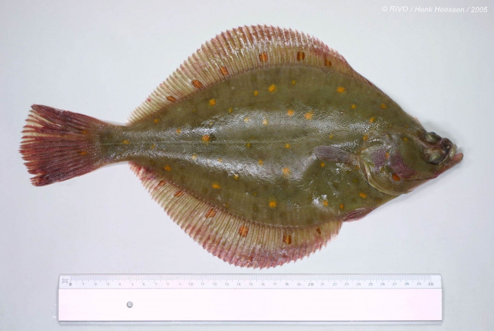 Pleuronectes platessa Linnaeus, 1758 Pleuronectes platessa Linnaeus, 1758