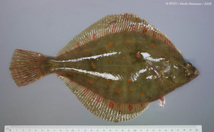 Pleuronectes platessa Linnaeus, 1758 Pleuronectes platessa Linnaeus, 1758
