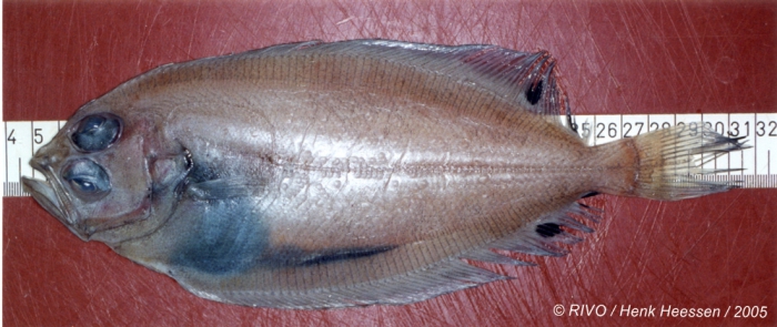 Lepidorhombus boscii (Risso, 1810) Lepidorhombus boscii (Risso, 1810)