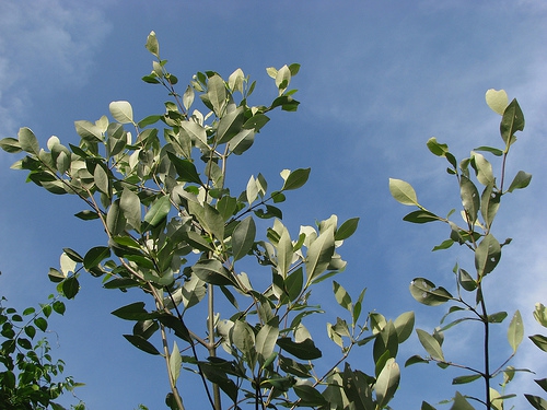 Avicennia alba Avicennia alba