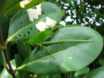 Avicennia rumphiana