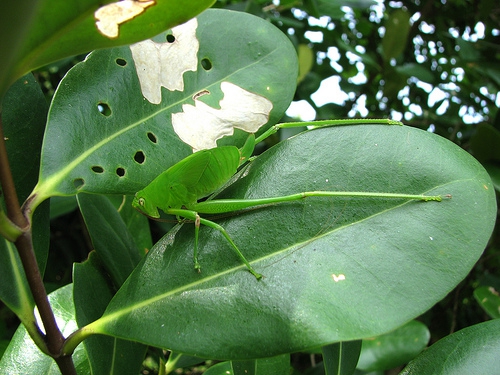 Avicennia rumphiana Avicennia rumphiana