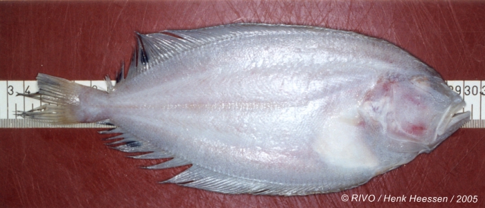 Lepidorhombus boscii (Risso, 1810) Lepidorhombus boscii (Risso, 1810)