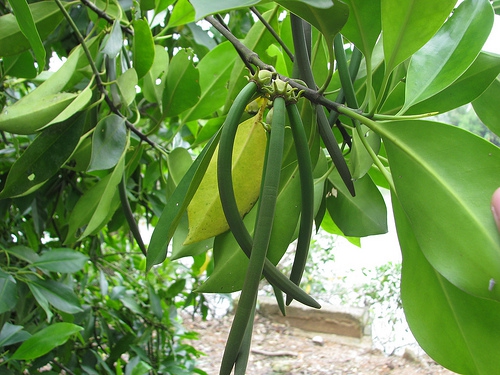 Bruguiera cylindrica Bruguiera cylindrica