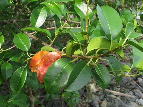Excoecaria agallocha Excoecaria agallocha