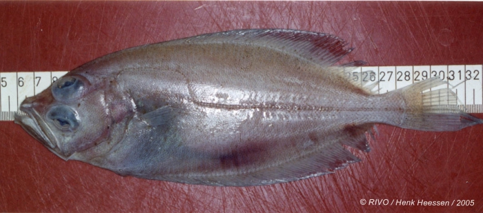 Lepidorhombus whiffiagonis (Walbaum, 1792) Lepidorhombus whiffiagonis (Walbaum, 1792)