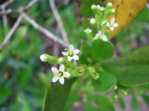 Lumnitzera racemosa Lumnitzera racemosa