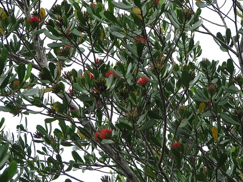Lumnitzera littorea Lumnitzera littorea