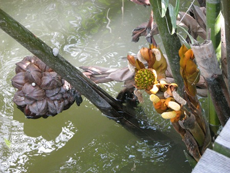 Nypa fruticans Nypa fruticans