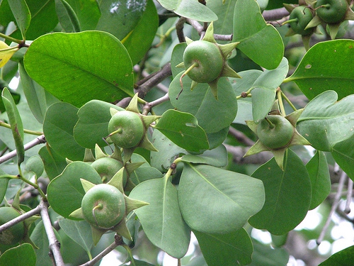 Sonneratia alba Sonneratia alba