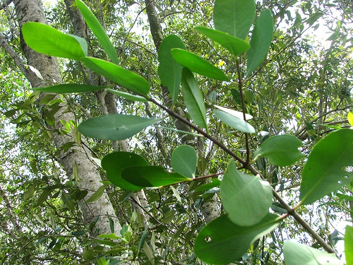 Sonneratia alba Sonneratia alba