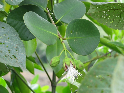 Sonneratia ovata