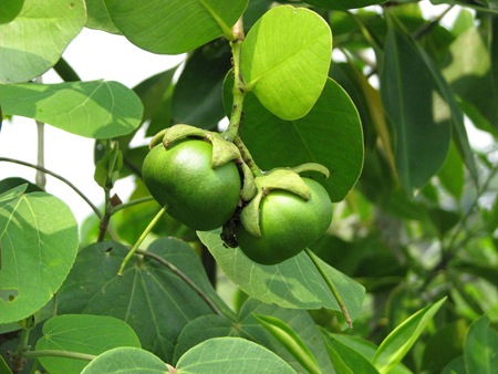 Sonneratia ovata Sonneratia ovata