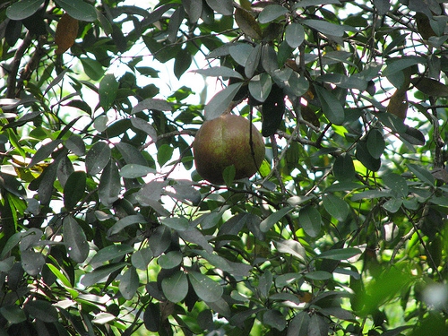 Xylocarpus granatum Xylocarpus granatum