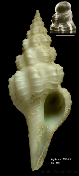 Fusinus meteoris Gofas, 2000Specimen from Hyères seamount , 31°30.0'N, 28°59.5'W, 310 m, 'Seamount 2' DW188 (actual size 53 mm) Fusinus meteoris Gofas, 2000Specimen from Hyères seamount , 31°30.0'N, 28°59.5'W, 310 m, 'Seamount 2' DW188 (actual size 53 mm)